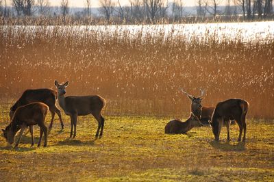 Herd of deer grazing on grassy field by lake