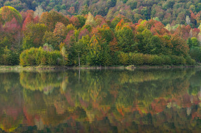 Scenic view of lake in forest during autumn