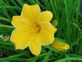 Close-up of yellow flower blooming outdoors