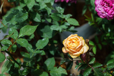 Close-up of rose plant