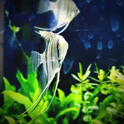 Close-up of fish swimming in aquarium