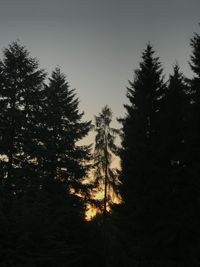 Low angle view of silhouette trees against sky during sunset