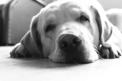 Close-up of dog resting