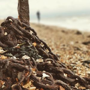 Close-up of crab on beach against sky