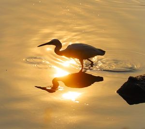 Ducks swimming in lake during sunset