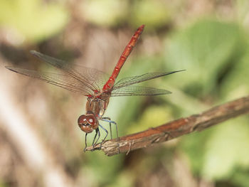 Close-up of dragonfly on plant