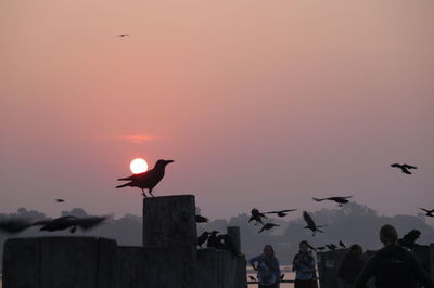 Silhouette birds flying in sky during sunset