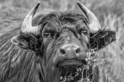 Close-up portrait of cow