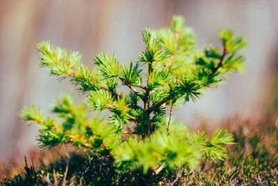 Close-up of plant against tree