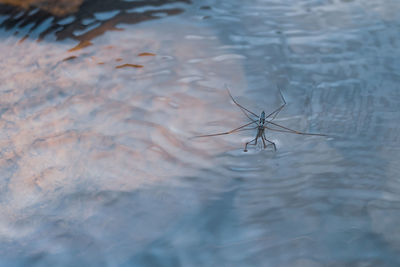 High angle view of spider in water