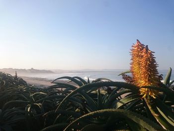 Close-up of plants against sea