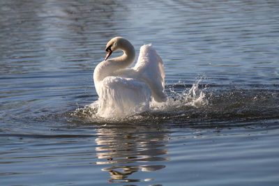 Swan preening