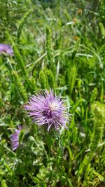 Close-up of purple flowers