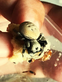 Close-up of hand holding insect