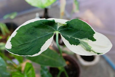 leaf