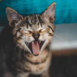 Close-up of cat yawning