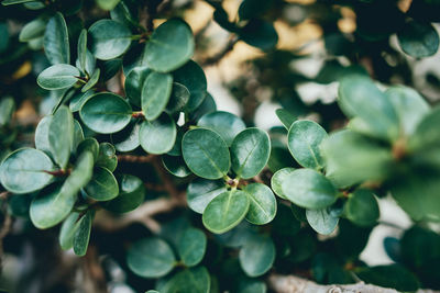 High angle view of green plants