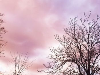 Close-up of pink tree against sky