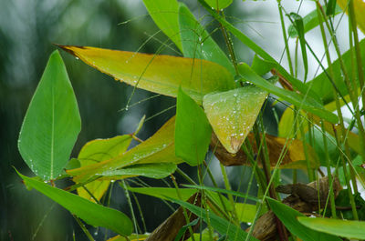 Close-up of water drops on leaf