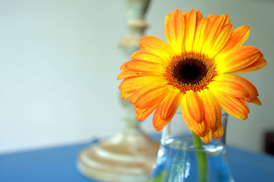 Close-up of orange gerbera daisy in vase on table