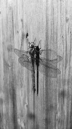 Close-up of wooden plank
