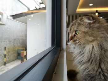 Close-up of cat looking away