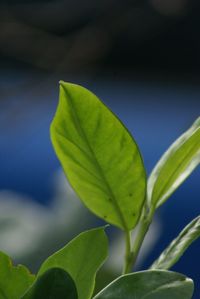 Close-up of plant