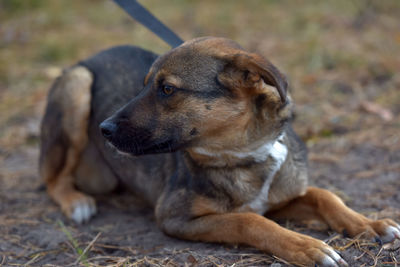 Dog looking away while sitting on land