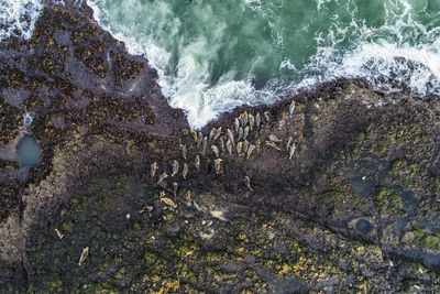 Aerial view of seals on rocky shore