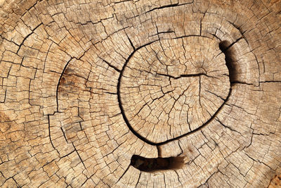 Full frame shot of tree stump