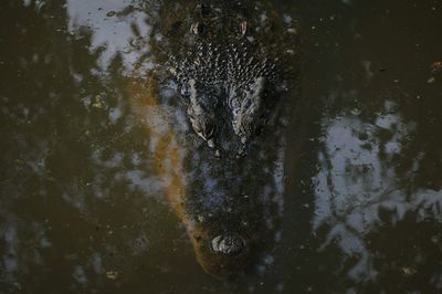 Close-up of turtle swimming in water