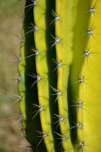 Close-up of prickly pear cactus