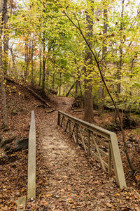 View of trees in forest