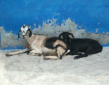 Portrait of goats against the wall