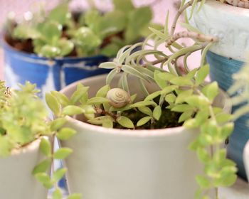 Close-up of potted plant