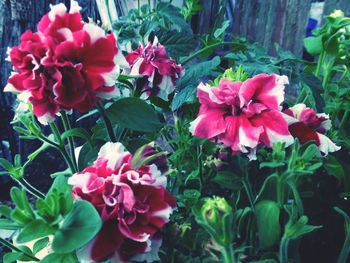 Close-up of pink flowers