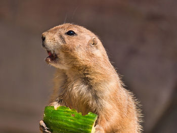 Close-up of a eating food