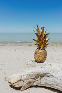 Coconut palm tree on beach against clear sky