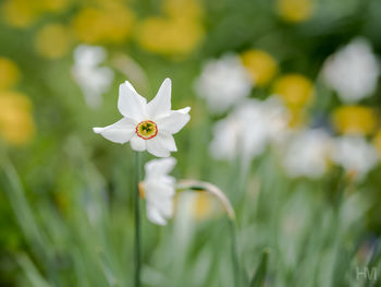 Close-up of white flowering plant