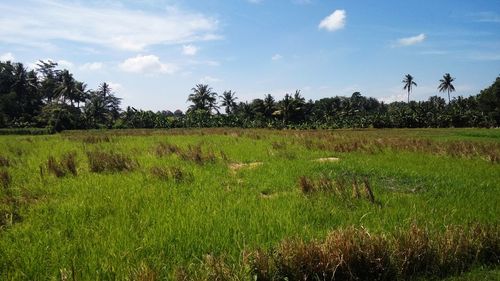 Scenic view of field against sky