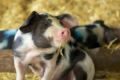 Close-up of piglet