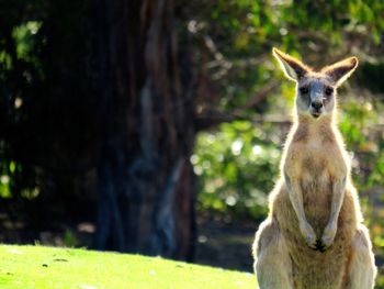 Portrait of horse on field