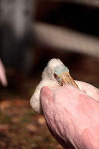 Close-up of bird