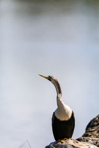 Close-up of a bird