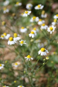 Close-up of white flowering plant on field