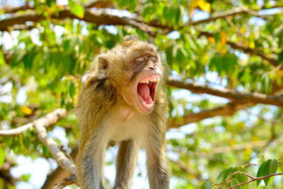 Low angle view of monkey on tree