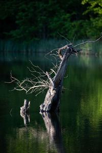 View of driftwood on tree by lake
