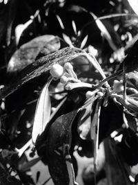 Close-up of plant