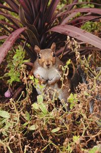 Close-up of squirrel on field