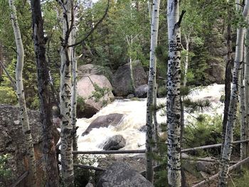 River amidst trees in forest against sky